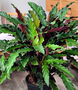 Calathea rufibarba