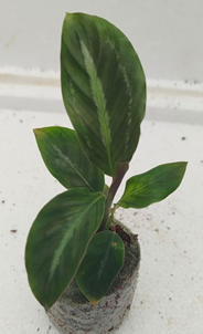 Calathea medallion white