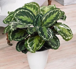 Calathea medallion white
