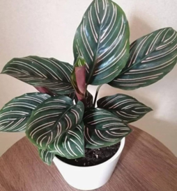 Calathea sanderiana