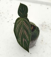Calathea sanderiana