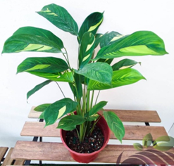 Calathea Green