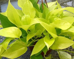 Golden money plant