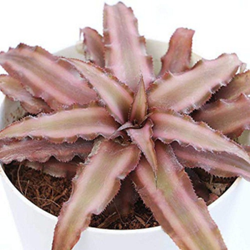 Cryptanthus brown