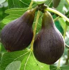 Turkey fig