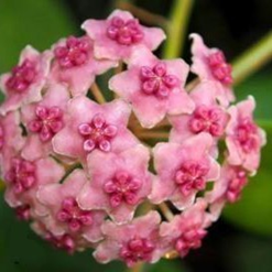 Hoya Globusa Pink