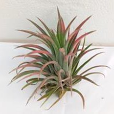 Tillandsia ( Air Plant)