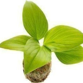 Homalomena Sunshine Gem