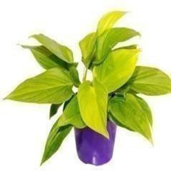 Homalomena Sunshine Gem