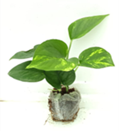 Money plant devils ivy