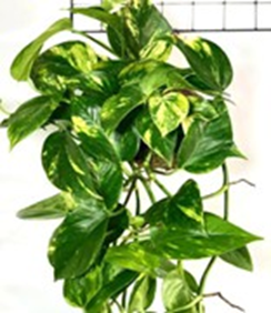 Money plant devils ivy