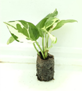 Money plant Njoy pothos