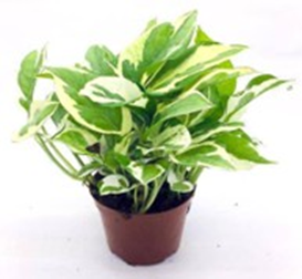 Money plant Njoy pothos