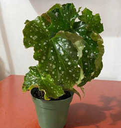 Begonia dotted