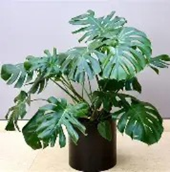 Monstera deliciosa