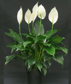 Peace Lilly (Mojo)