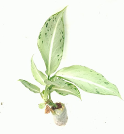 Dieffenbachia menoria corsii