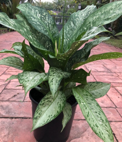 Dieffenbachia menoria corsii