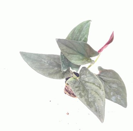 Black money plant / Syngonium Erythrophyllum / Red arrow plant