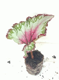 Begonia purple blush