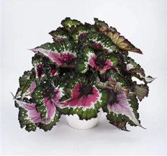 Begonia purple blush