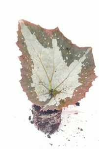 Begonia jurrasic megalo croc