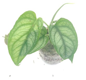 Monstera siltepecana