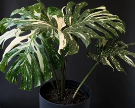 Monstera Thai Constellation