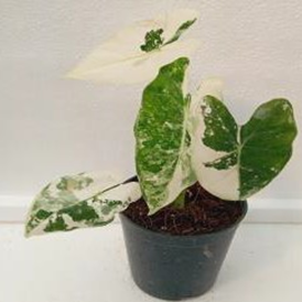 Alocasia frydek variegated (4 inch pot)