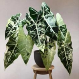Alocasia frydek variegated (4 inch pot)