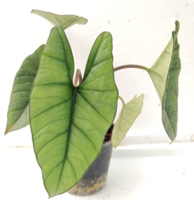 Alocasia plantinum (4 inch pot)