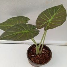 Alocasia regali shield
(4 inch pot)