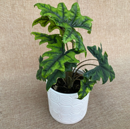 Alocasia jacklyn
(4 inch pot)