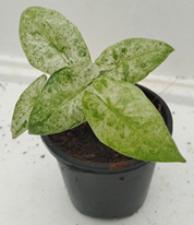 Alocasia Odora Batik Variegated (4 inch pot )