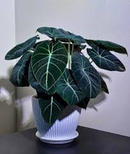 Alocasia black velvet
( 4 inch pot)