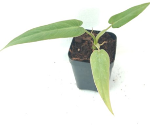Philodendron maximum
(4 inch pot)