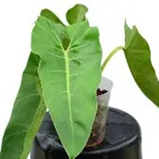 Philodendron maximum
(4 inch pot)