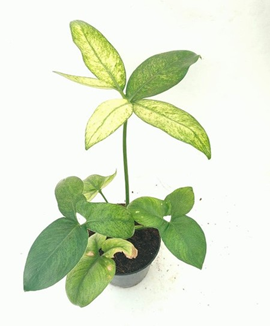 Philodendron goldiee mint