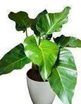 philodendron gaigantium green
(4 inch pot)