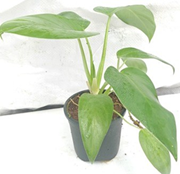 philodendron gaigantium green
(4 inch pot)