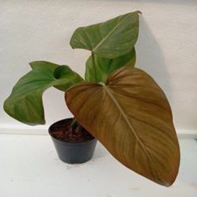 Philodendron summer glory (4 inch pot)