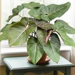 Philodendron summer glory (4 inch pot)