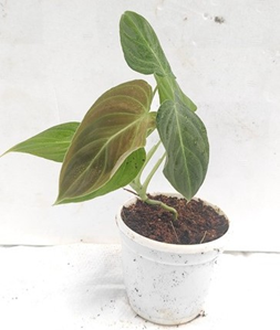 Philodendron splendid
(4 inch pot)