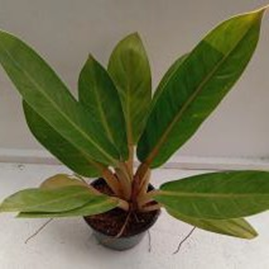 Philodendron melinonii orange
(6 inch pot)