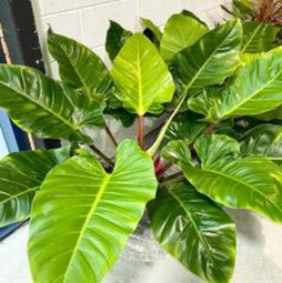 Philodendron melinonii orange
(6 inch pot)