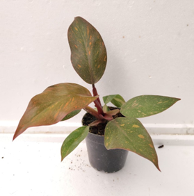 Philodendron orange princess
(4 inch pot)