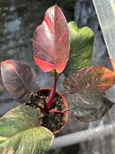 Philodendron orange princess
(4 inch pot)