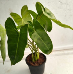 Philodendron burle marx green
(4.5 inch pot)