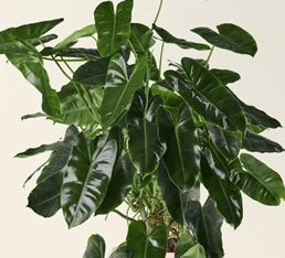 Philodendron burle marx green
(4.5 inch pot)