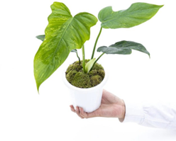 Philodendron minarum
(3.5 inch pot)